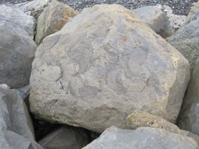 'Trace fossil' of Zoophycos in limestone defences