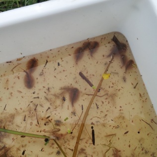 Several Triops and other invertebrate animals